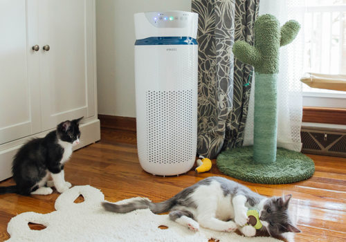 Why You Need an Air Purifier for Your Home