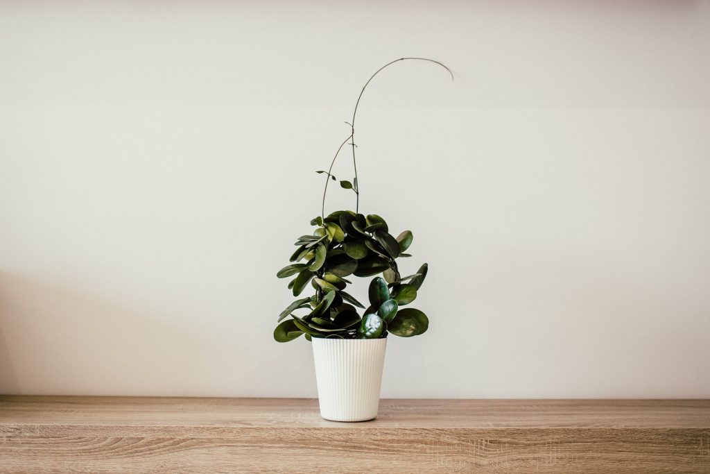Small green indoor plant sitting on a wood shelf
